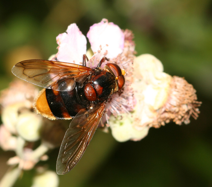 Dittero syirphidae: Volucella zonaria (maschio)